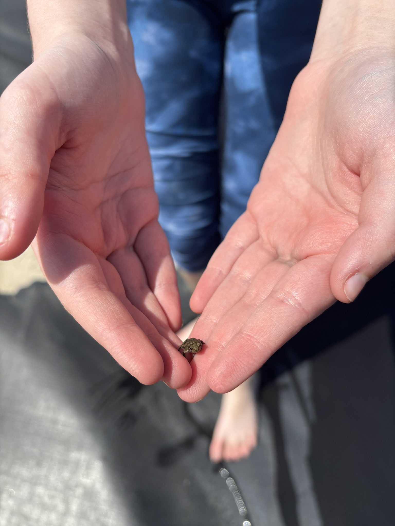 Tiny Frog in Human Hands