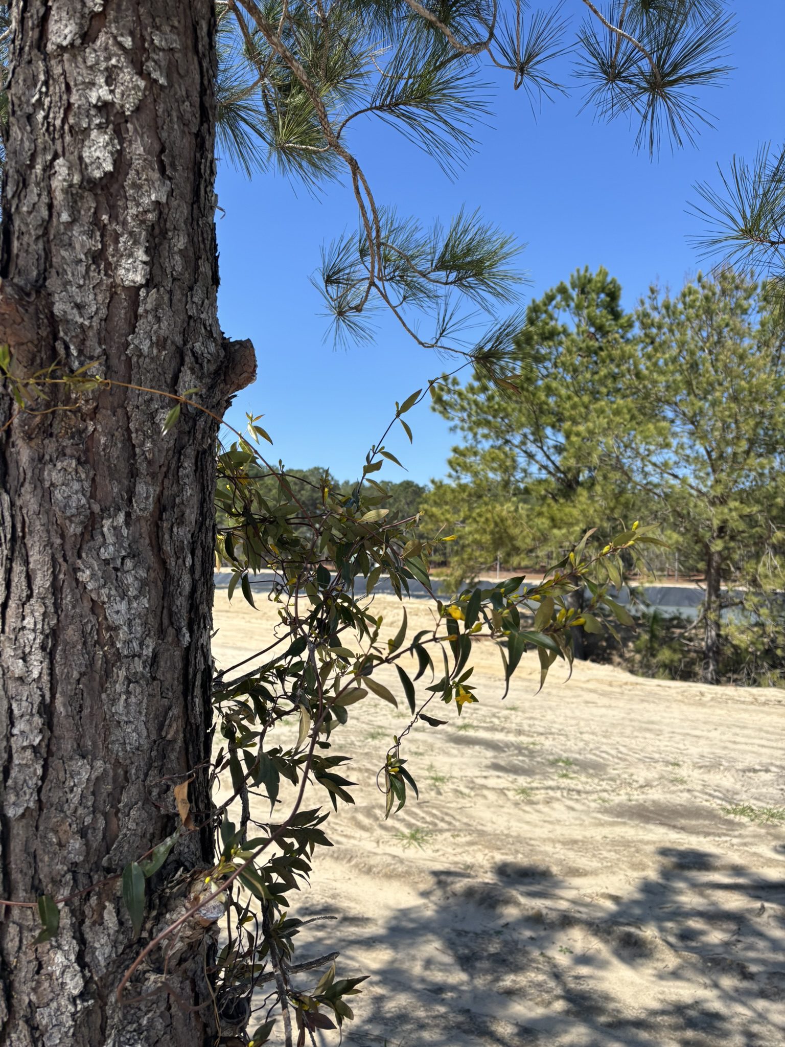 Standing Pines Waterfront Campsite Shade Tree