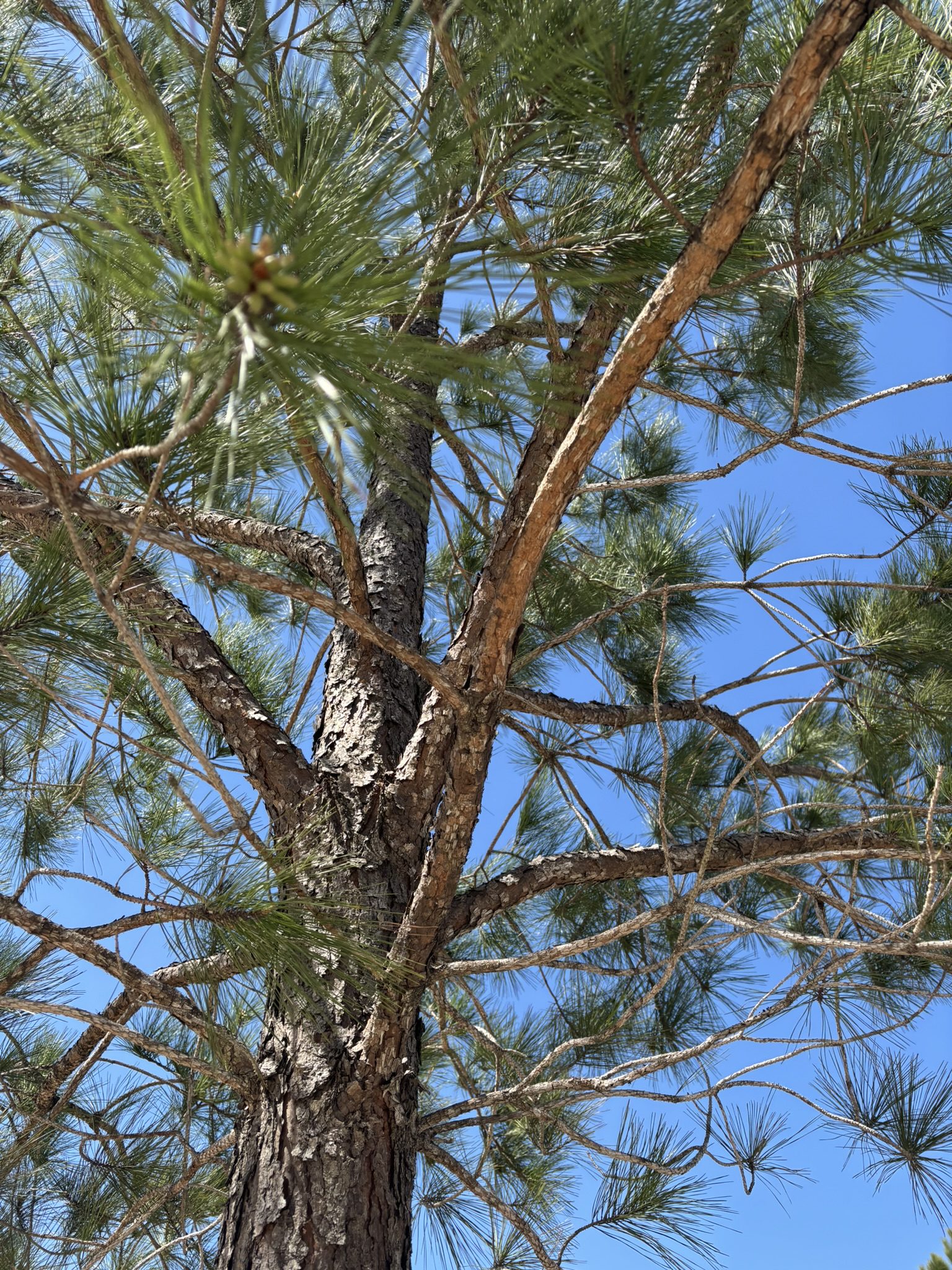 Tree Branches In the Wind