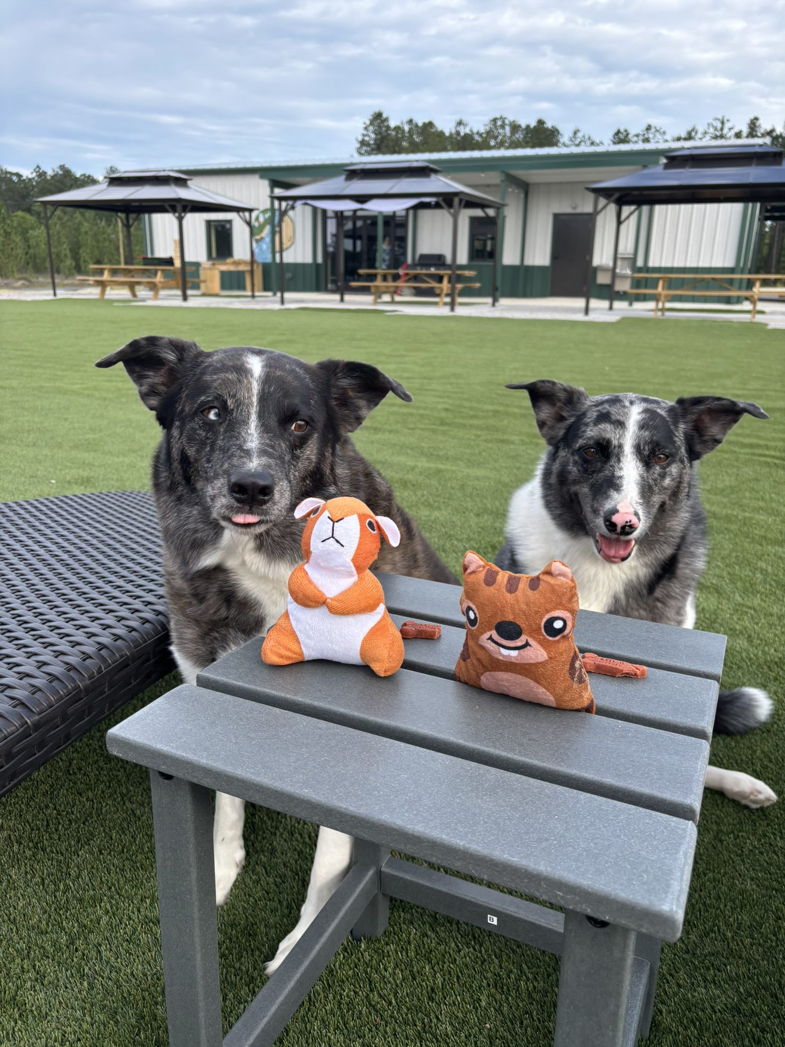 Dogs at Back Yard Rec Area at standing Pines family campground & RV resort Hartsville sc