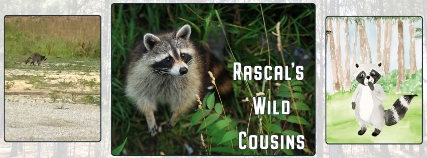Three-panel image showing: a wild raccoon near the lake at Standing Pines Campground, a close-up of a raccoon in green foliage, and an illustration of Rascal the raccoon character in a pine forest, with the story title "Rascal’s Wild Cousins"