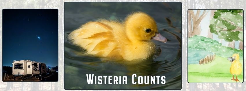 Wisteria Woodduck Counts