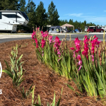 Standing Pines Campground South Carolina Family RV Resort